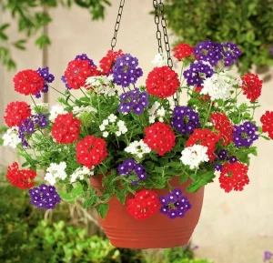 Verbena Curgatoare Pendula, flori viu colorate, 0.4 grame, Opal